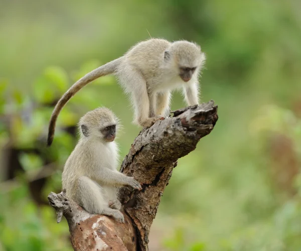 two-cute-baby-monkeys-playing-log-wood